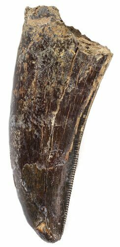 Serrated, Tyrannosaur Tooth - Judith River Formation #63123
